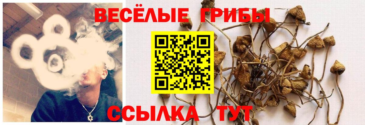 Галлюциногенные грибы Psilocybine cubensis Вышний Волочёк
